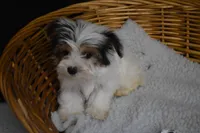 PARTI BOY, a male Yorkshire Terrier for sale in Alexis, NC – Photo 7 of 10