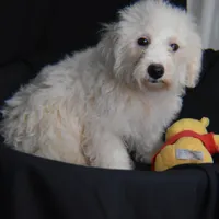SIR WILLIAM, a male Bichon Frise for sale in Alexis, NC – Photo 10 of 10