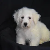 SIR WILLIAM, a male Bichon Frise for sale in Alexis, NC – Photo 2 of 10