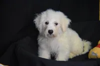 processed/3672ed36-c282-43d8-a168-74a97e52a660/listing/7f5b8c0c-b2ca-4f29-b407-7914ebd75901/ba43c1a1-d315-4879-b816-3e9757c2fe95