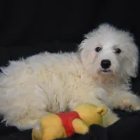 SIR WILLIAM, a male Bichon Frise for sale in Alexis, NC – Photo 9 of 10