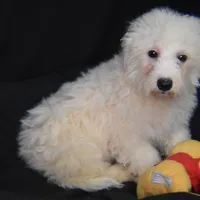 SIR WILLIAM, a male Bichon Frise for sale in Alexis, NC – Photo 5 of 10