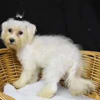 CHARMIN, a female Bichon Frise for sale in Alexis, NC – Photo 6 of 10