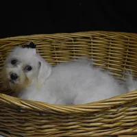 CHARMIN, a female Bichon Frise for sale in Alexis, NC – Photo 4 of 10