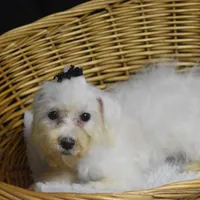 CHARMIN, a female Bichon Frise for sale in Alexis, NC – Photo 2 of 10