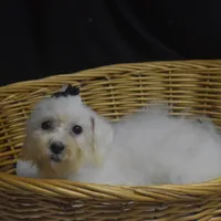 CHARMIN, a female Bichon Frise for sale in Alexis, NC – Photo 8 of 10