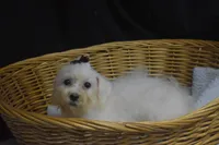 processed/3672ed36-c282-43d8-a168-74a97e52a660/listing/c71c73cd-b74f-4cb4-a60b-c05aa1c7cdb4/8396194d-d683-4493-8a82-81aa369b45c1