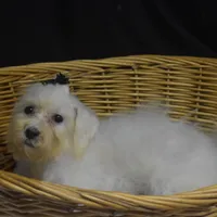CHARMIN, a female Bichon Frise for sale in Alexis, NC – Photo 3 of 10