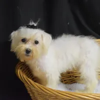 CHARMIN, a female Bichon Frise for sale in Alexis, NC – Photo 7 of 10