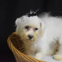 CHARMIN, a female Bichon Frise for sale in Alexis, NC – Photo 10 of 10
