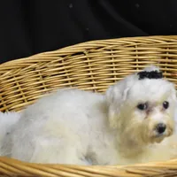 CHARMIN, a female Bichon Frise for sale in Alexis, NC – Photo 5 of 10