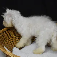 CHARMIN, a female Bichon Frise for sale in Alexis, NC – Photo 9 of 10