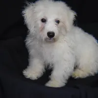 WILBUR, a male Bichon Frise for sale in Alexis, NC – Photo 9 of 10