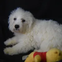 WILBUR, a male Bichon Frise for sale in Alexis, NC – Photo 6 of 10