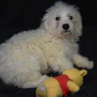 WILBUR, a male Bichon Frise for sale in Alexis, NC – Photo 8 of 10