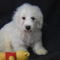 WILBUR, a male Bichon Frise for sale in Alexis, NC – Photo 10 of 10