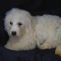 WILBUR, a male Bichon Frise for sale in Alexis, NC – Photo 3 of 10