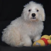 WILBUR, a male Bichon Frise for sale in Alexis, NC – Photo 1 of 10