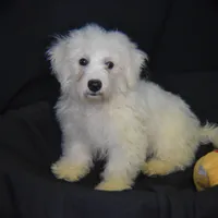 WILBUR, a male Bichon Frise for sale in Alexis, NC – Photo 4 of 10
