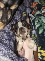 Timothy (Tiny Tim)  🩵, a male Chihuahua for sale in Columbus, OH – Photo 8 of 10