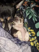Timothy (Tiny Tim)  🩵, a male Chihuahua for sale in Columbus, OH – Photo 3 of 10