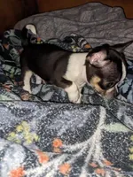 Timothy (Tiny Tim)  🩵, a male Chihuahua for sale in Columbus, OH – Photo 6 of 10