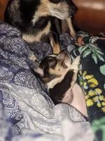 Timothy (Tiny Tim)  🩵, a male Chihuahua for sale in Columbus, OH – Photo 10 of 10