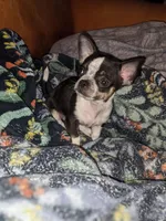 Timothy (Tiny Tim)  🩵, a male Chihuahua for sale in Columbus, OH – Photo 1 of 10