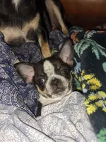Timothy (Tiny Tim)  🩵, a male Chihuahua for sale in Columbus, OH – Photo 9 of 10