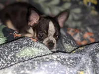 Timothy (Tiny Tim)  🩵, a male Chihuahua for sale in Columbus, OH – Photo 2 of 10
