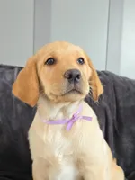 Missie, a female Labrador Retriever for sale in Narvon, PA – Photo 1 of 8