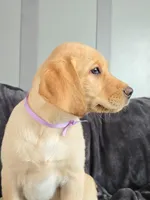 Missie, a female Labrador Retriever for sale in Narvon, PA – Photo 2 of 8