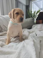 Mindy, a female Labrador Retriever for sale in Narvon, PA – Photo 7 of 10