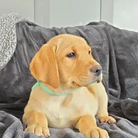 Mindy, a female Labrador Retriever for sale in Narvon, PA – Photo 3 of 10