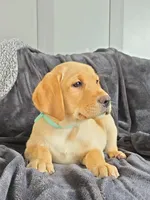 Mindy, a female Labrador Retriever for sale in Narvon, PA – Photo 3 of 10