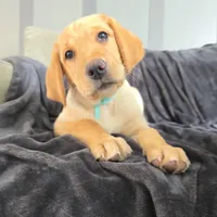 Mindy, a female Labrador Retriever for sale in Narvon, PA – Photo 2 of 10