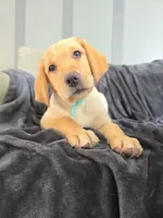 Mindy, a female Labrador Retriever for sale in Narvon, PA – Photo 2 of 10