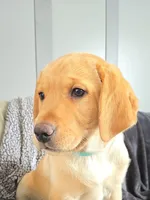 Mindy, a female Labrador Retriever for sale in Narvon, PA – Photo 4 of 10