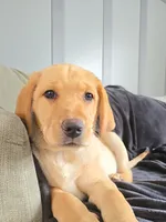 Mindy, a female Labrador Retriever for sale in Narvon, PA – Photo 1 of 10