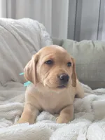 Mindy, a female Labrador Retriever for sale in Narvon, PA – Photo 6 of 10