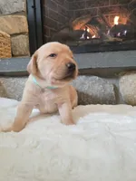 Mindy, a female Labrador Retriever for sale in Narvon, PA – Photo 10 of 10