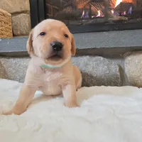 Mindy, a female Labrador Retriever for sale in Narvon, PA – Photo 8 of 10