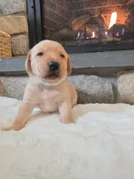 Mindy, a female Labrador Retriever for sale in Narvon, PA – Photo 8 of 10