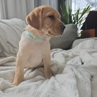 Mindy, a female Labrador Retriever for sale in Narvon, PA – Photo 5 of 10