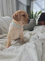 Mindy, a female Labrador Retriever for sale in Narvon, PA – Photo 5 of 10