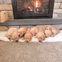 Macy, a female Labrador Retriever for sale in Narvon, PA – Photo 7 of 7