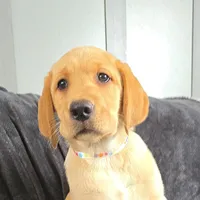 Macy, a female Labrador Retriever for sale in Narvon, PA – Photo 2 of 7