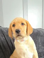 Macy, a female Labrador Retriever for sale in Narvon, PA – Photo 2 of 9