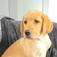 Macy, a female Labrador Retriever for sale in Narvon, PA – Photo 1 of 7