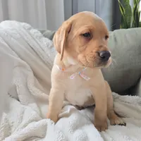 Macy, a female Labrador Retriever for sale in Narvon, PA – Photo 6 of 7